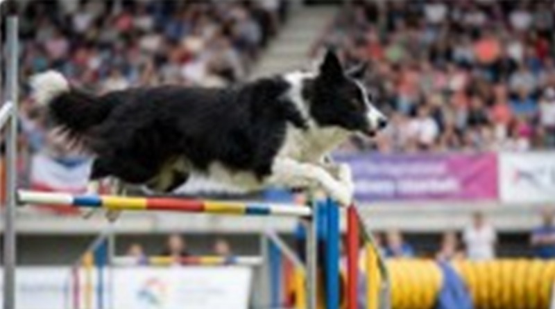 Agility คืออะไร? กีฬาที่ช่วยให้สุนัขฉลาดและแข็งแรง