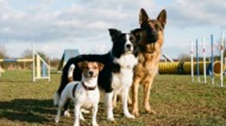 สุนัขสายพันธุ์ไหนเหมาะกับ Dog Sport บ้าง?